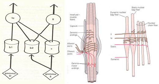 Normal Postural Tone enables an individual to image