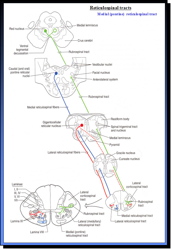 Reticulospinaltracts