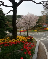 대학전경 - 튤립